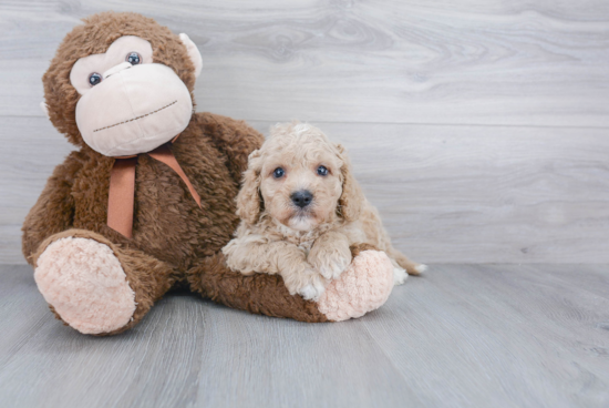 Friendly Cavapoo Baby