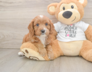 8 week old Cavapoo Puppy For Sale - Premier Pups