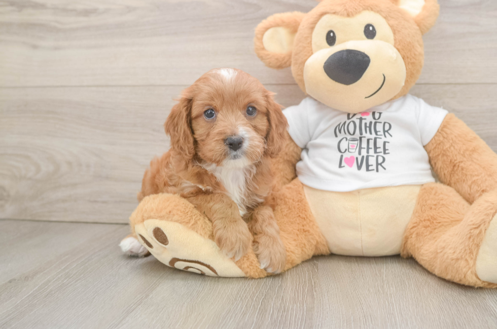 5 week old Cavapoo Puppy For Sale - Premier Pups