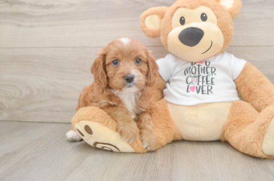 Cavapoo Pup Being Cute