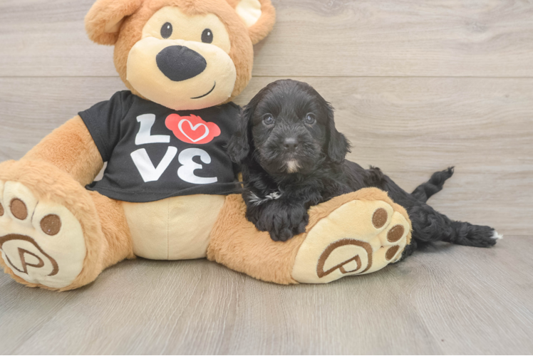 Cavapoo Puppy for Adoption