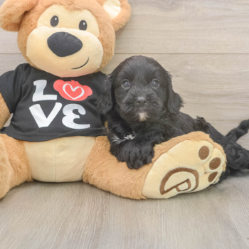 WADE, a Cavapoo puppy from Pasadena MD