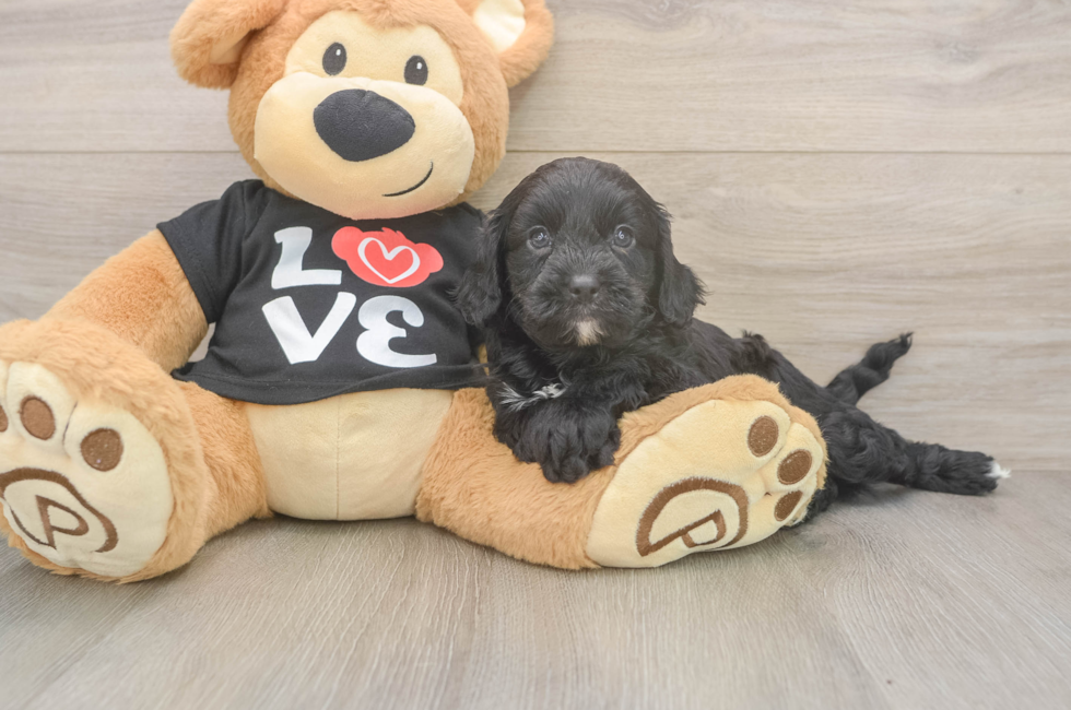 5 week old Cavapoo Puppy For Sale - Premier Pups