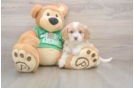 Cavapoo Puppy for Adoption