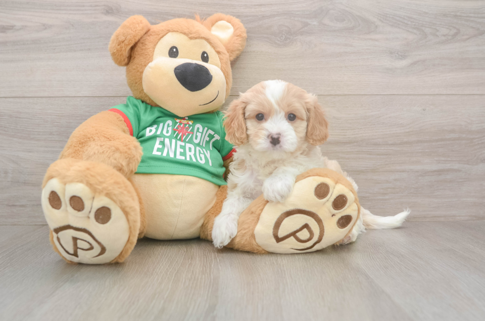 5 week old Cavapoo Puppy For Sale - Premier Pups