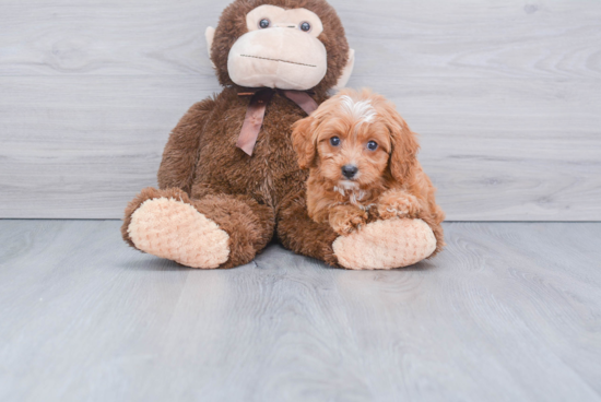 Cavapoo Pup Being Cute