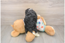 Happy Cavapoo Baby