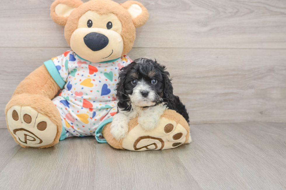 Cavapoo Puppy for Adoption