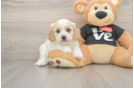 Best Cavapoo Baby
