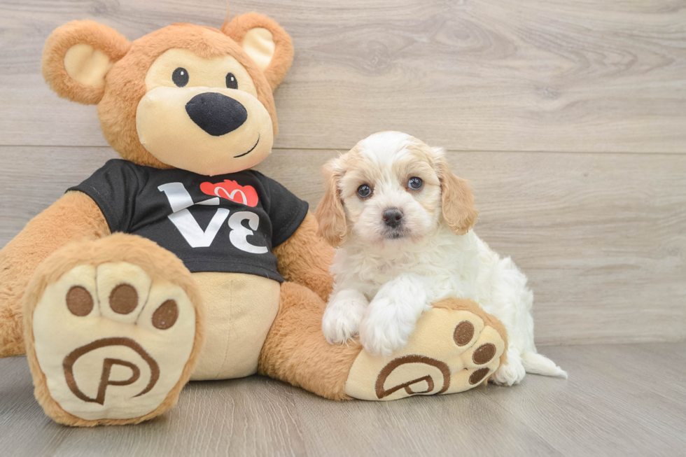 Best Cavapoo Baby