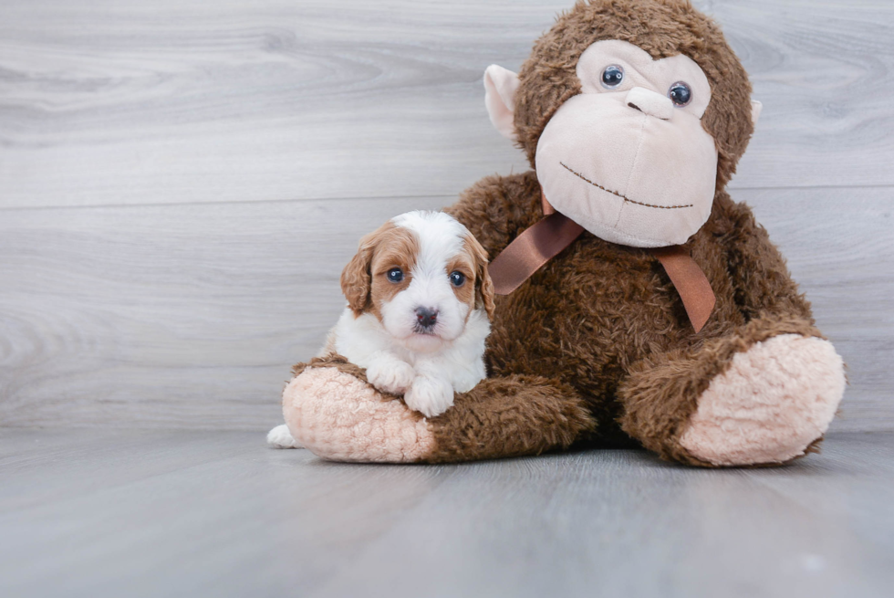 Cavapoo Pup Being Cute