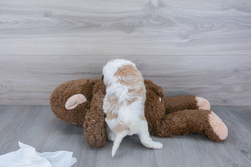 Cavapoo Pup Being Cute