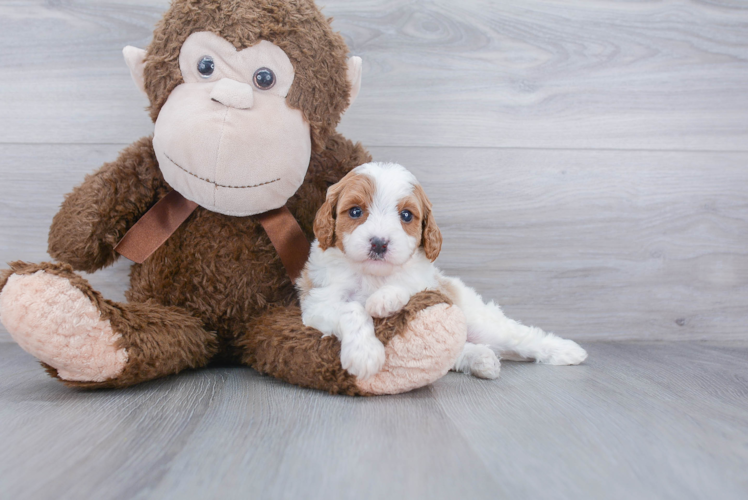 Cute Cavapoo Baby