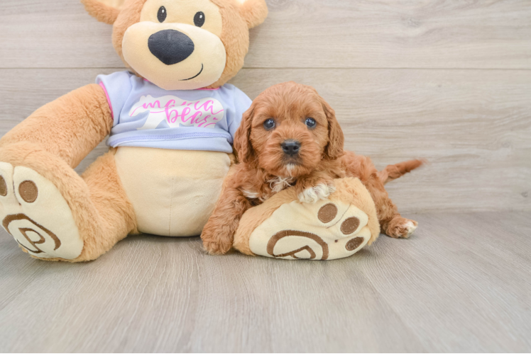 Cavapoo Pup Being Cute