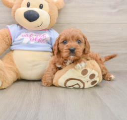 8 week old Cavapoo Puppy For Sale - Premier Pups