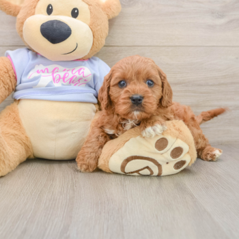 Cavapoo Pup Being Cute