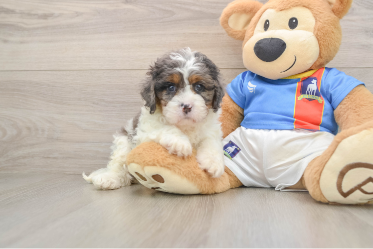 Cavapoo Puppy for Adoption