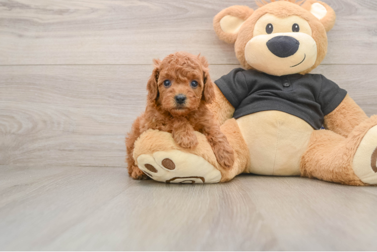 Cavapoo Pup Being Cute