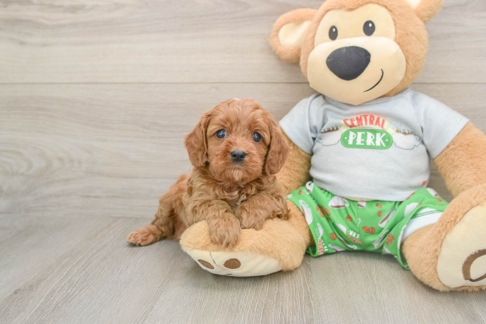 Playful Cavapoodle Poodle Mix Puppy