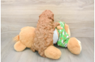 Cavapoo Puppy for Adoption