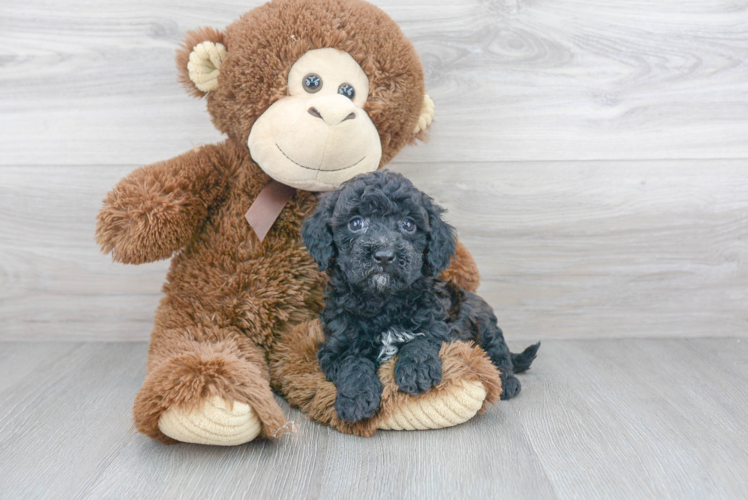 Cavapoo Pup Being Cute