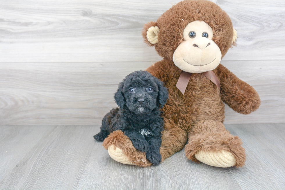 Fluffy Cavapoo Poodle Mix Pup