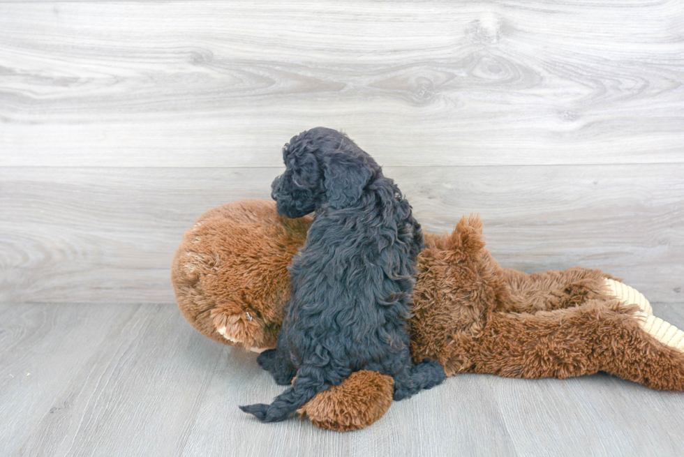 Cavapoo Pup Being Cute