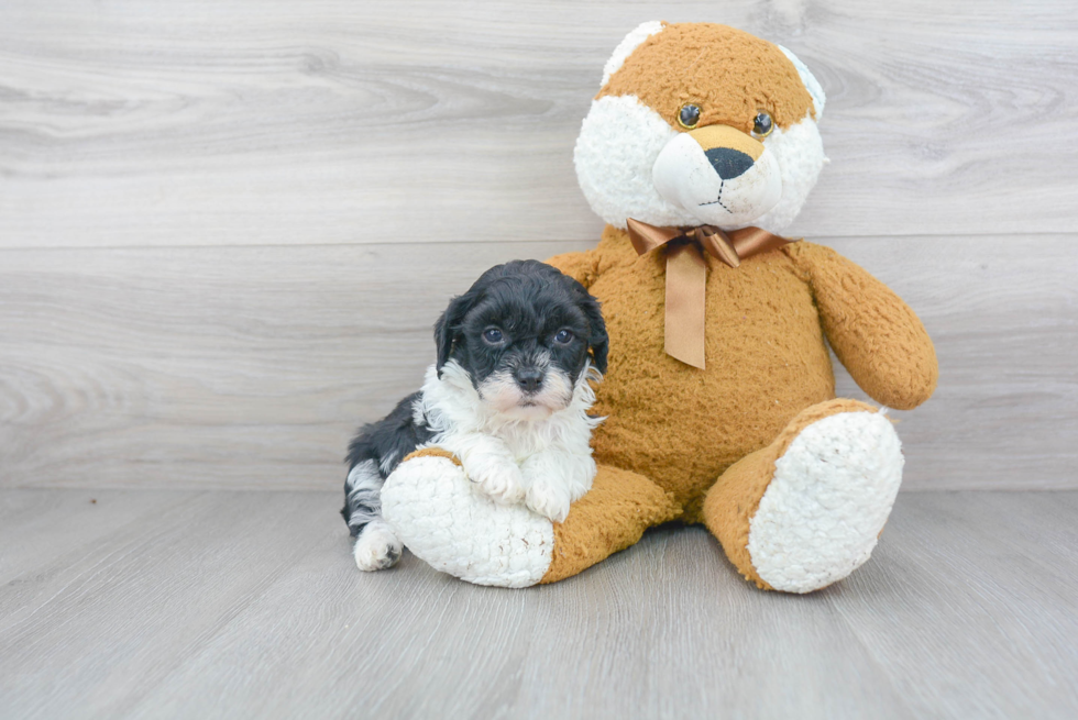 Cavapoo Pup Being Cute