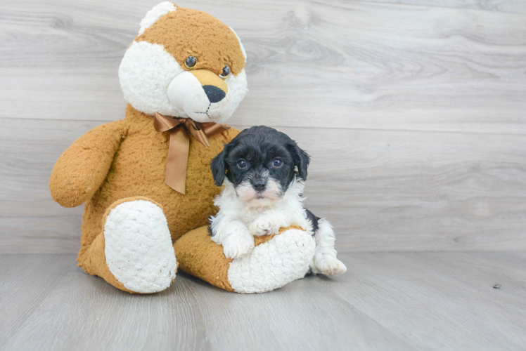 Adorable Cavoodle Poodle Mix Puppy