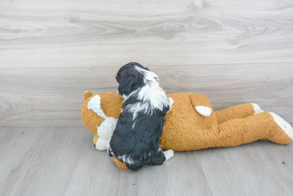 Cavapoo Puppy for Adoption