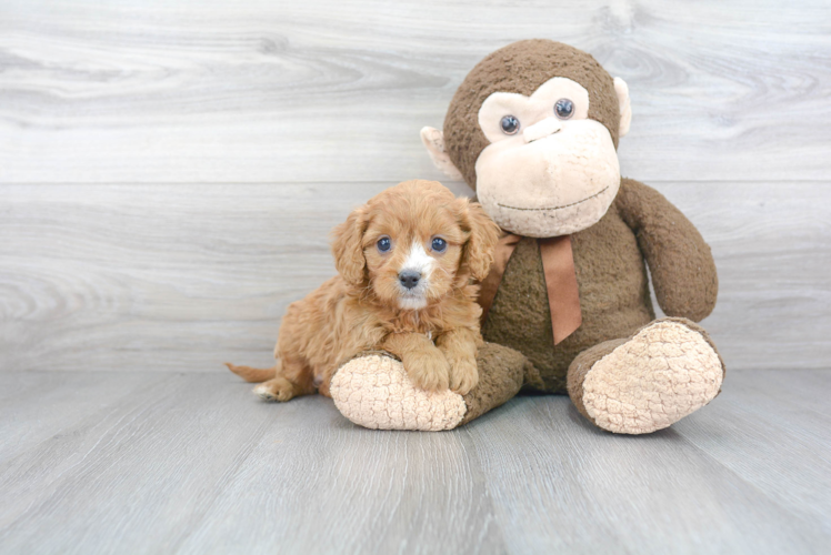 Happy Cavapoo Baby