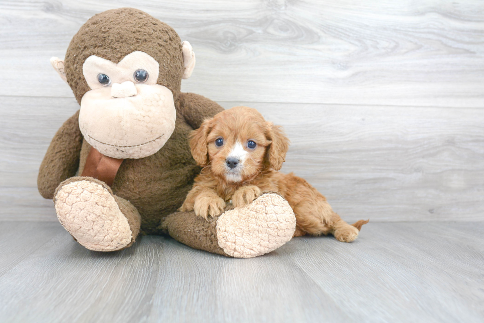 Cavapoo Pup Being Cute