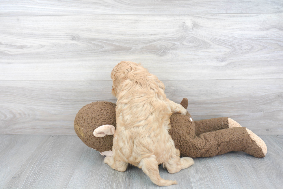 Cavapoo Pup Being Cute