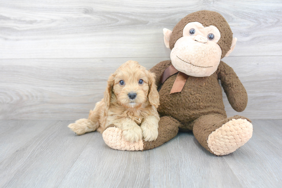 Little Cavoodle Poodle Mix Puppy