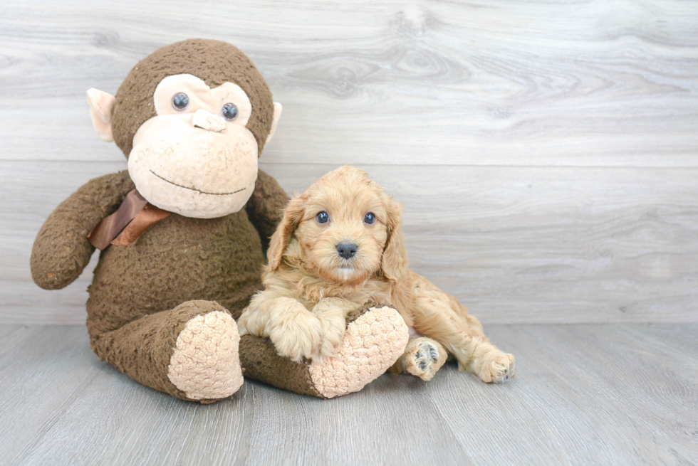 Playful Cavoodle Poodle Mix Puppy