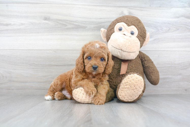 Cavapoo Pup Being Cute