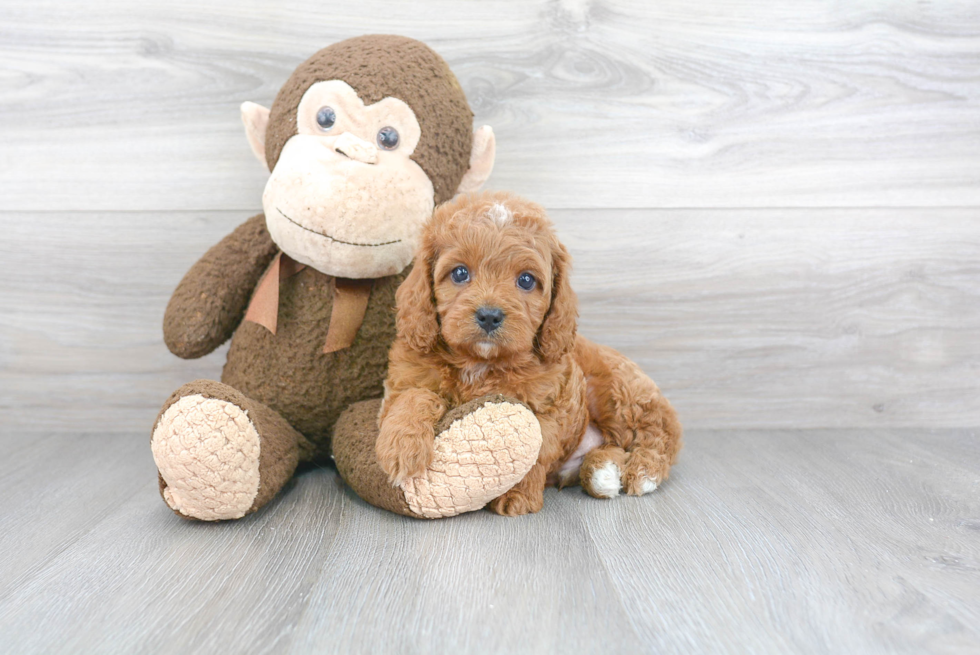 Best Cavapoo Baby