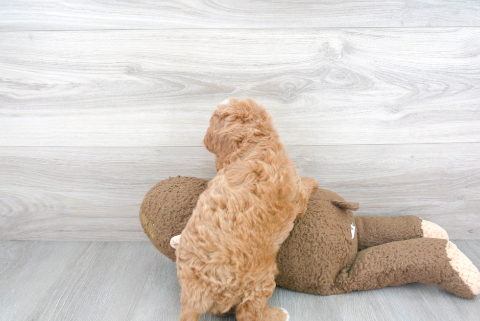 Energetic Cavoodle Poodle Mix Puppy