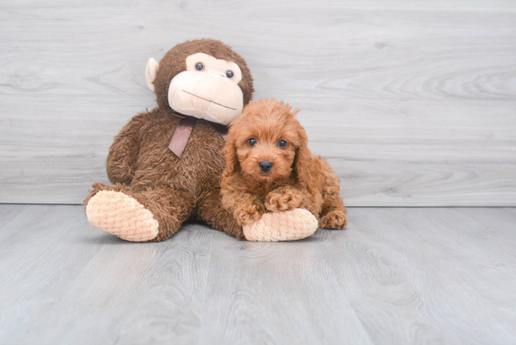 Cavapoo Puppy for Adoption