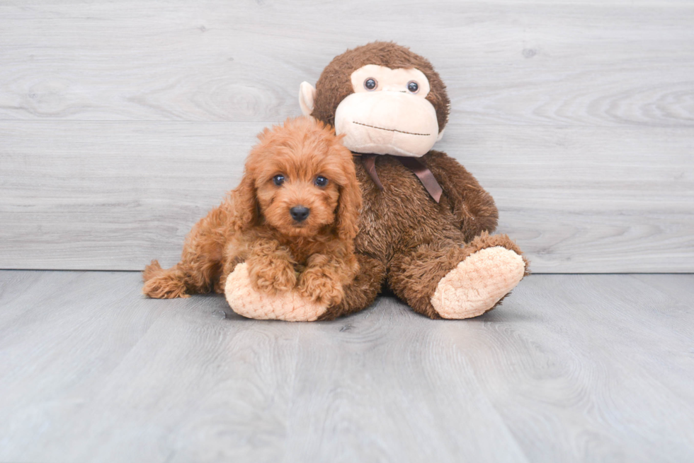Cavapoo Puppy for Adoption