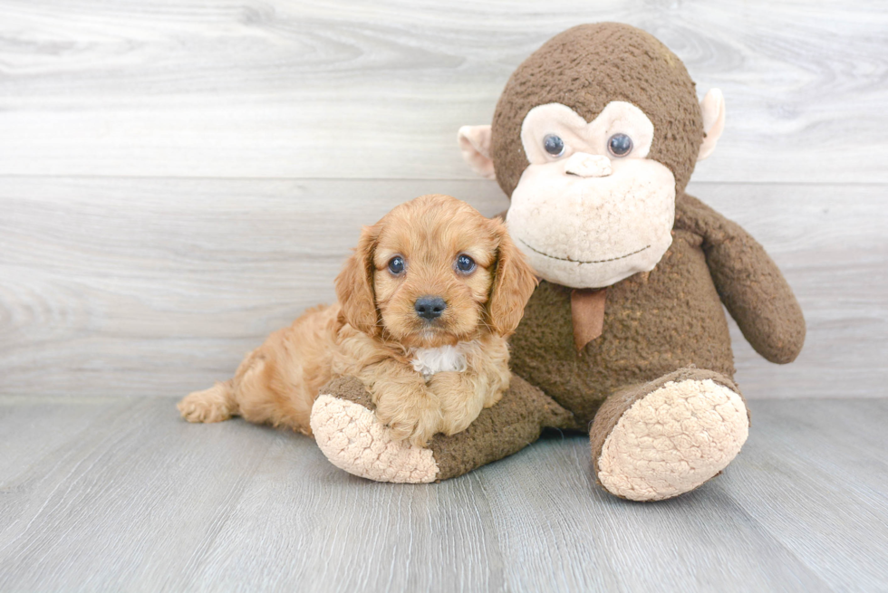 Adorable Cavoodle Poodle Mix Puppy