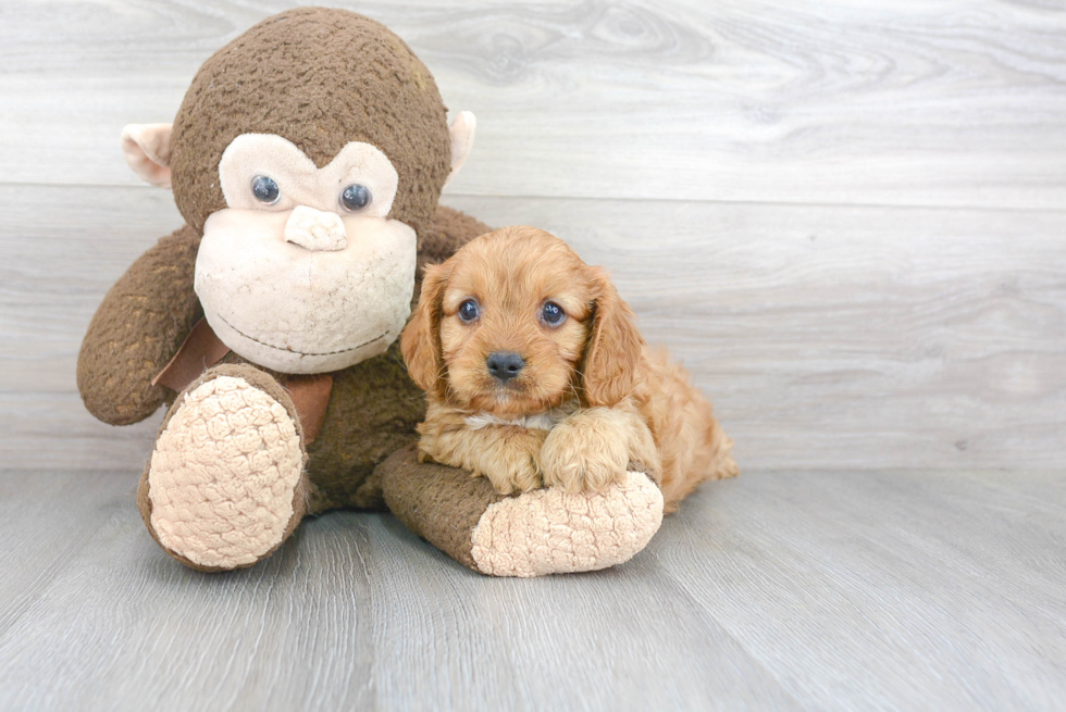 Best Cavapoo Baby