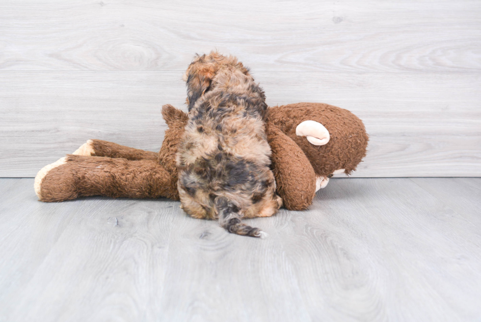 Energetic Cavoodle Poodle Mix Puppy