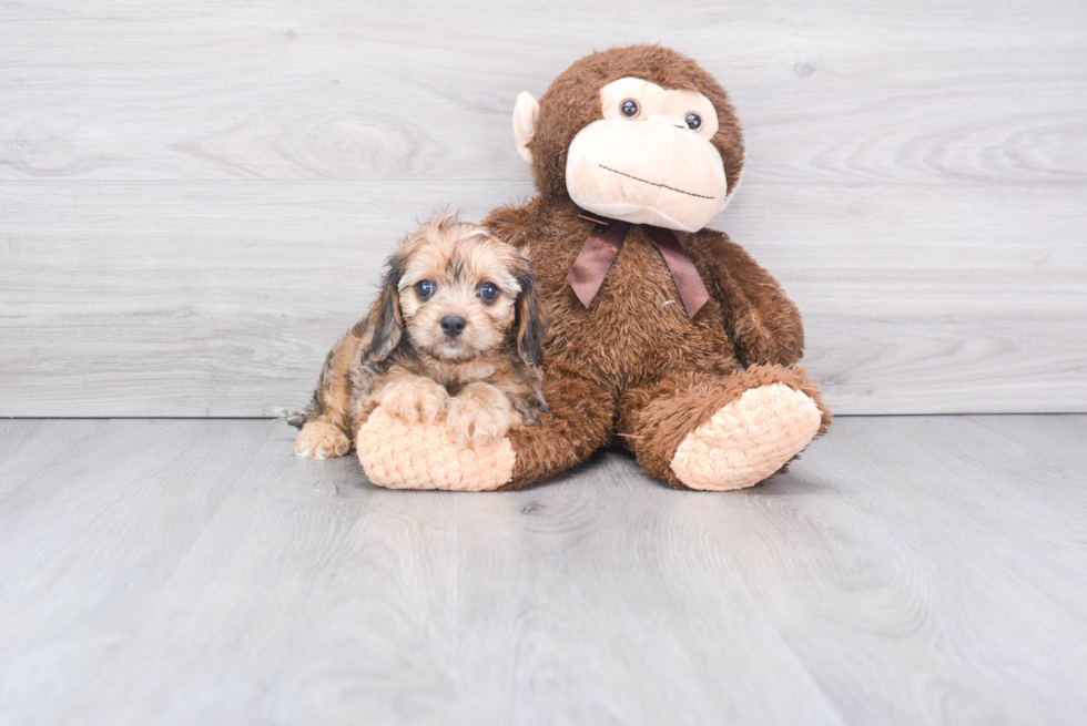 Happy Cavapoo Baby