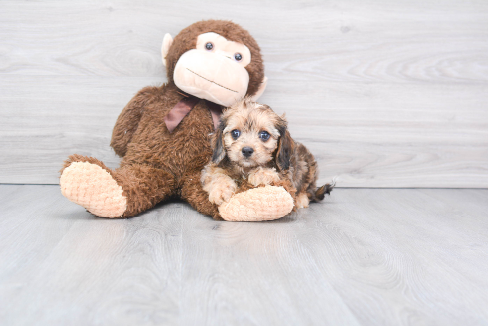 Small Cavapoo Baby