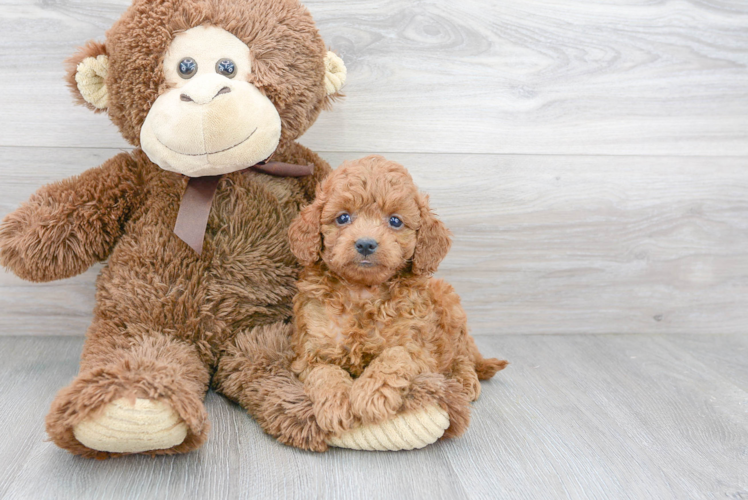 Fluffy Cavapoo Poodle Mix Pup