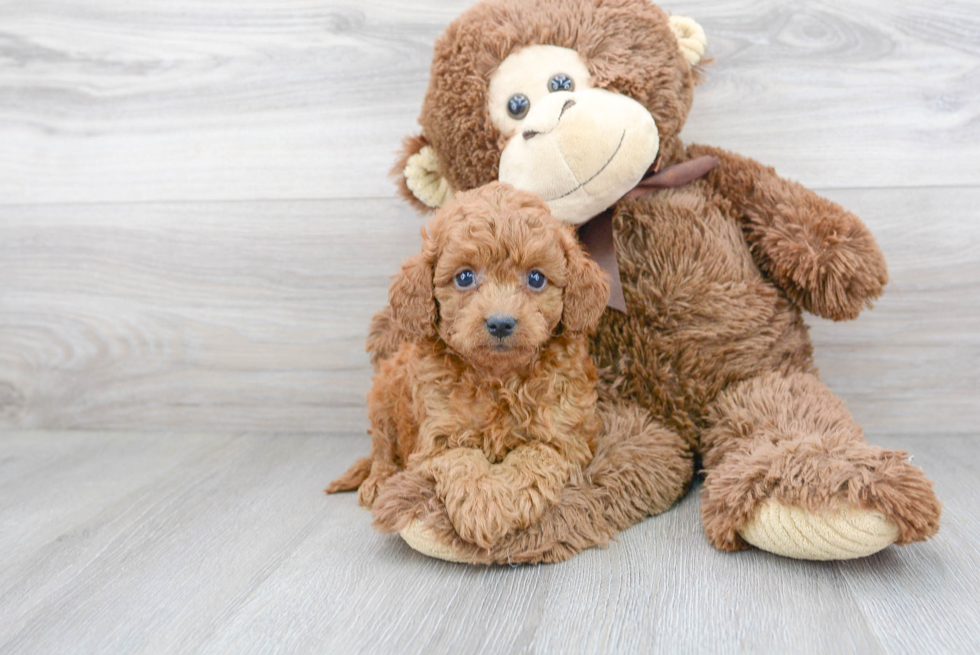 Small Cavapoo Baby