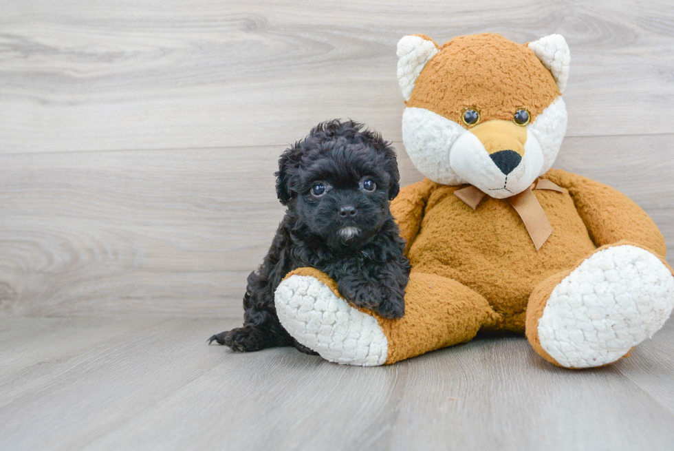 Smart Cavapoo Poodle Mix Pup