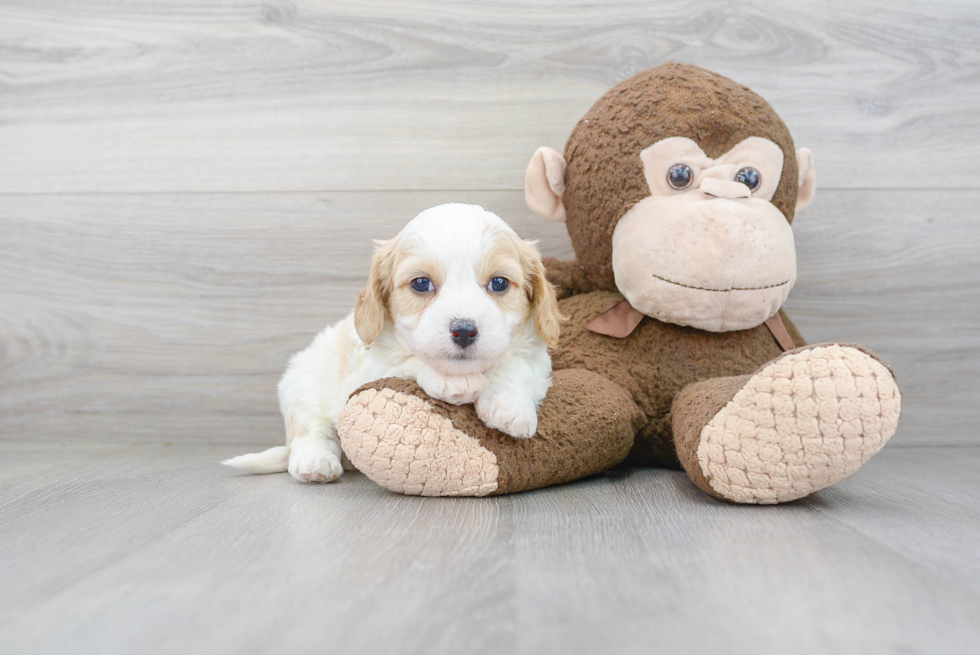 Best Cavapoo Baby