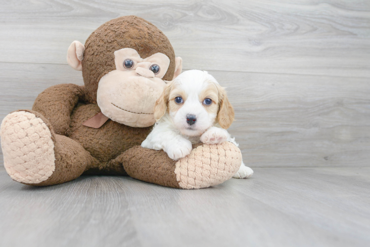 Cavapoo Puppy for Adoption